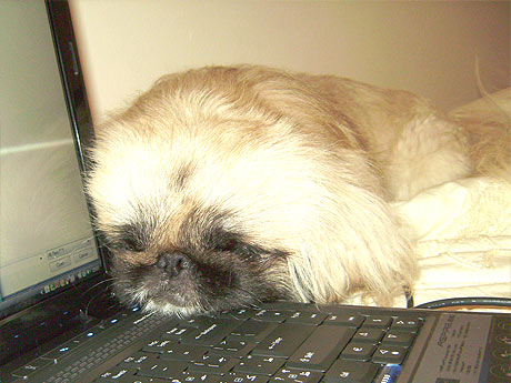 Resultado de imagen para Pekingese dog, in the laptop